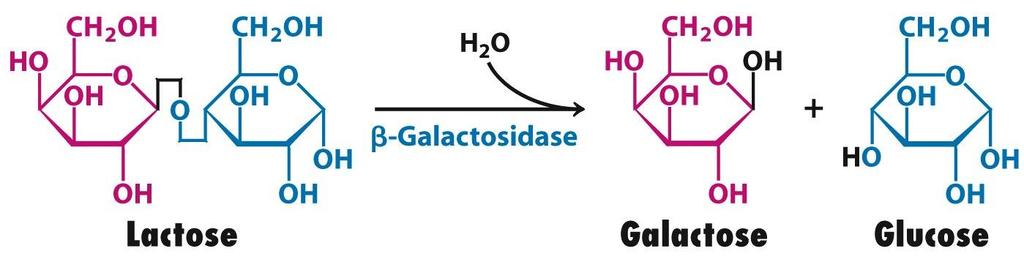 Bacteria can metabolize glucose and lactose. When lactose is metabolized, its metabolized by an enzyme called β-galactosidase into galactose and glucose.