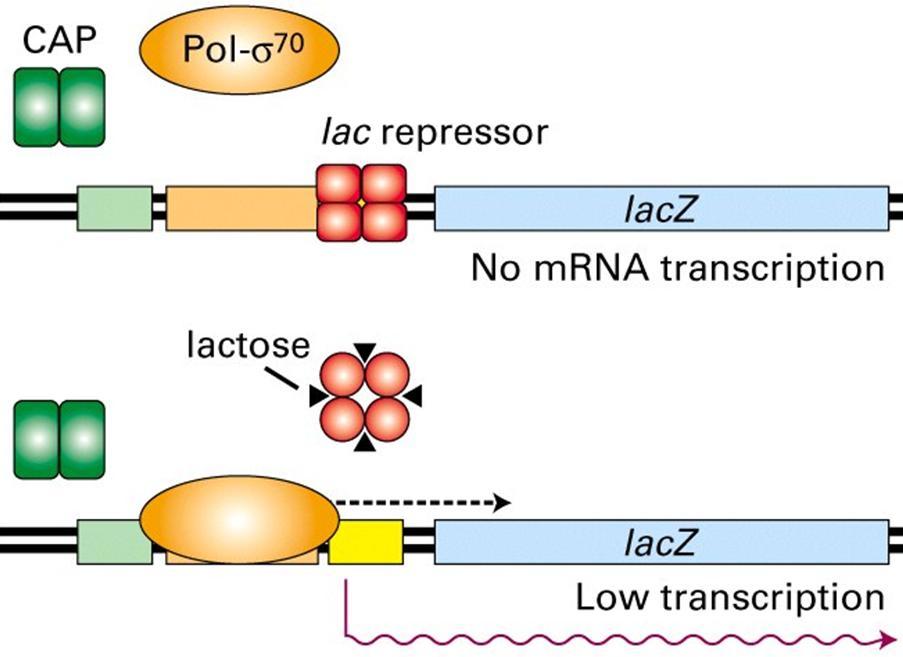 Regulation by lactose (positive): (Lac operon is an "inducible operon".