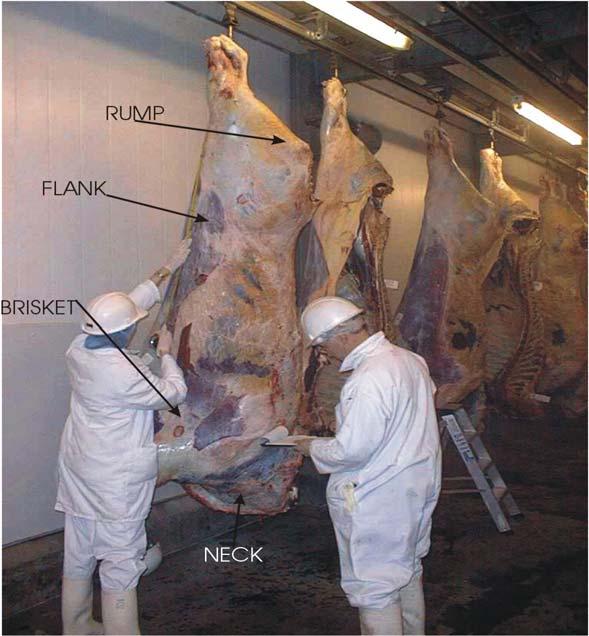 17/10/08 Page 3 of 12 The recommended sampling sites are: Cattle: neck, brisket, flank and rump Pigs: back, jowl (or cheek), medial aspect of the ham, belly Sheep: flank, lateral thorax, brisket and