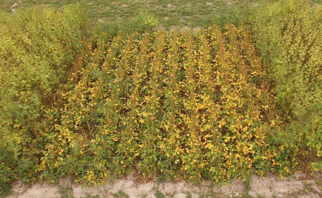 System comparisons: Pre-Harvest Weed Control (9-21-17) Roundup Ready 2 Xtend soybeans LibertyLink soybeans Untreated Untreated Untreated Untreated