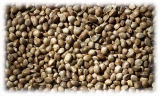 Three Main Harvestable Components of Hemp Grain or Seeds.