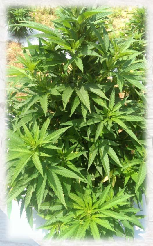 Cannabinoid/CBD Production Majority of growers - Only female plants. (Seeing movement to direct seeded field crop and male/female crops.