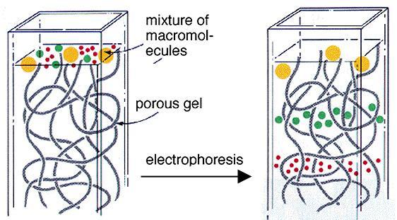 GEL ELECTROPHORESIS Separation based on the Size: The porous gel matrix act as a sieve to separate the molecules.