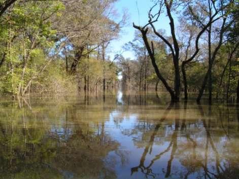 Restore water quality in floodplain