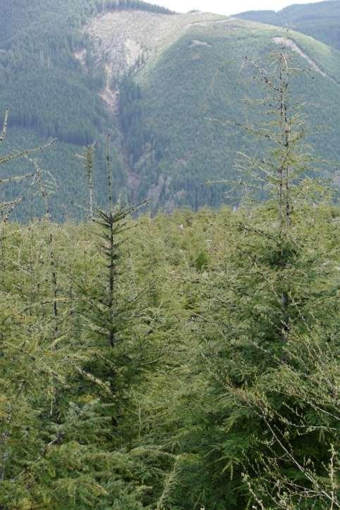 Forestry Projects Oldest project in WA State Partnerships with: MTSGT Private Timber Co