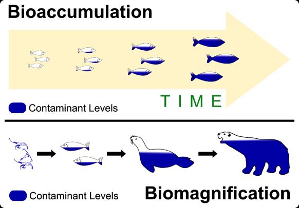 ISSUE: Biomagnification CAUSE: Bioaccumulation: pollutant enters the organism and builds up