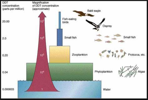 ISSUE: Biomagnification IMPACT: Species can