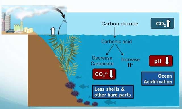 ISSUE: Ocean Acidification CAUSE: Excess carbon dioxide gas produced from burning of fossil fuels is absorbed by