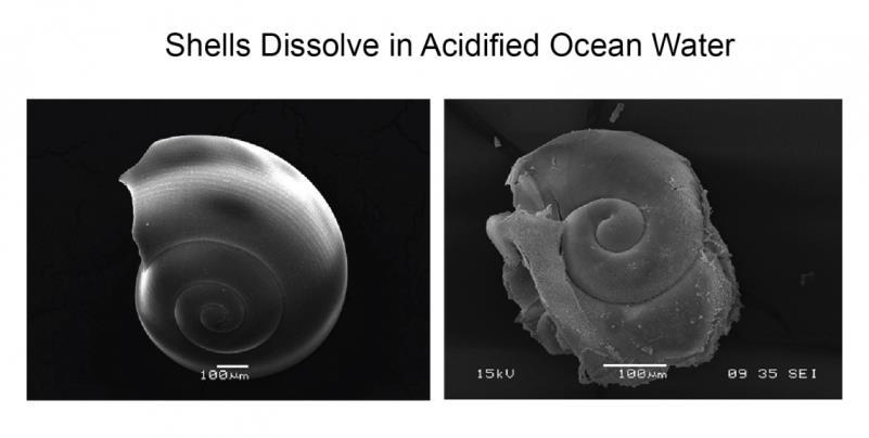 organisms have problems making shells