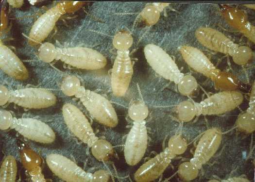 Termite Control Preservative treated wood Shields Chemical treatment