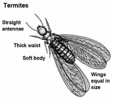 Termite Control Not all