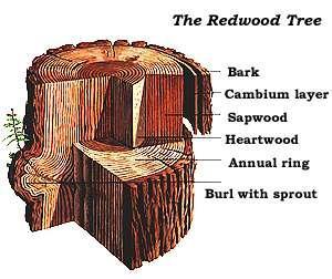 Naturally Durable Wood Decay resistant Redwood