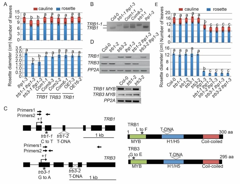 Supplemental Figure 1. Confirmation of mutant mapping results. (A) Complementation assay with stably transformed genomic fragments (ComN-N) (2 kb upstream of TSS and 1.