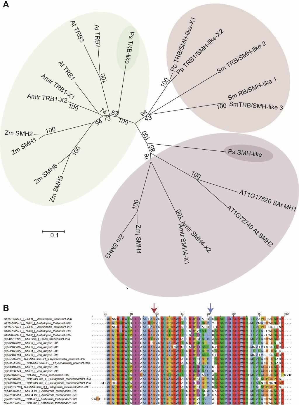 Supplemental Figure 2. Phylogenetic analysis of TRB domain relatives in plants.