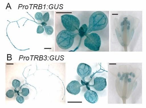 Supplemental Figure 3 Histochemical detection of GUS activity for TRB1 or TRB3.