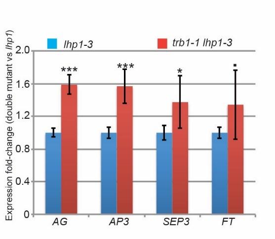 Supplemental Figure 6. Quantitative RT-PCR analysis of expression levels of TRB1 target genes in lhp1-3 and trb1-1 lhp1-3 background. RNA was extracted from 10 day-old seedlings grown at 22 C in LDs.