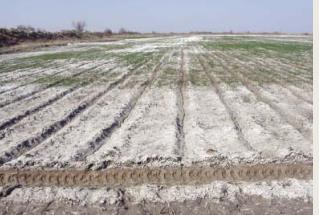 Importance of Salinity for Agriculture in Iran Degrading