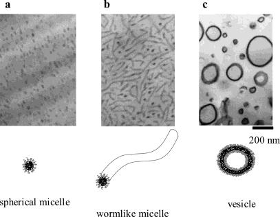 Figure 16: Transmission electron microscopy images of spherical micelle, worm-like micelle, and vesicle morphologies obtained by Bates et al. [43] Another study by Bates et al.