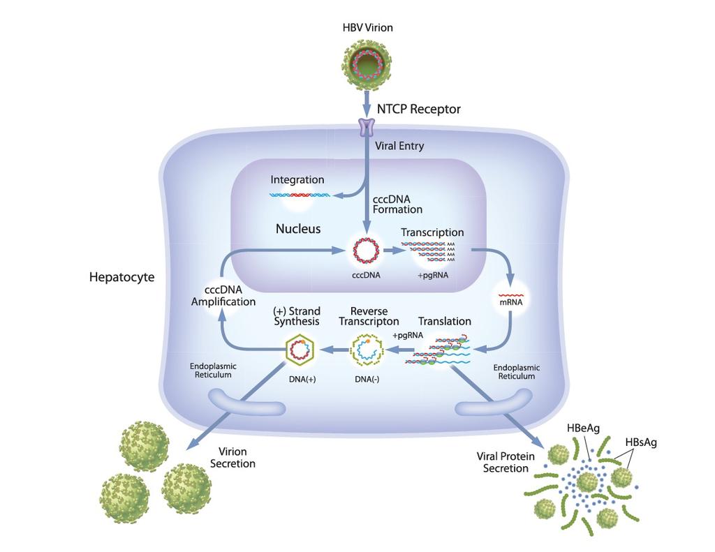 ARO-HBV: Hepatitis B Virus Life Cycle
