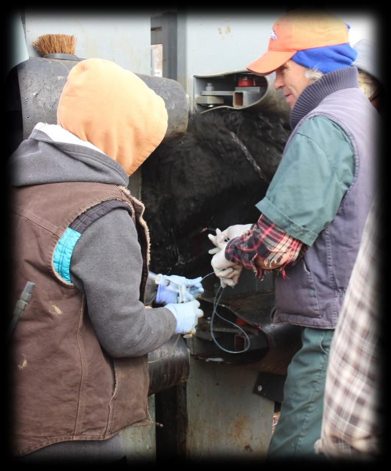 One of the best ways to control BHMD in your herds is through pulmonary arterial pressure (PAP) testing.