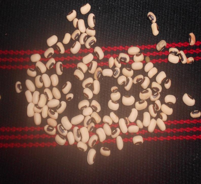 Cowpea (paayap) is one of the most drought tolerant crops We often forget the importance of