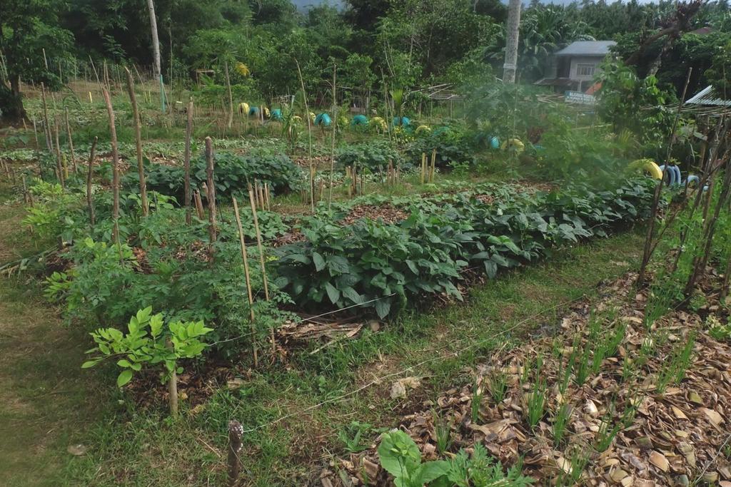 The bio-intensive garden methods tested in the Philippine since the late 1980s and endorsed by the Dept.