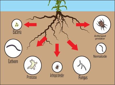 Below ground biodiversity consists of beneficial microbes and earthworms.