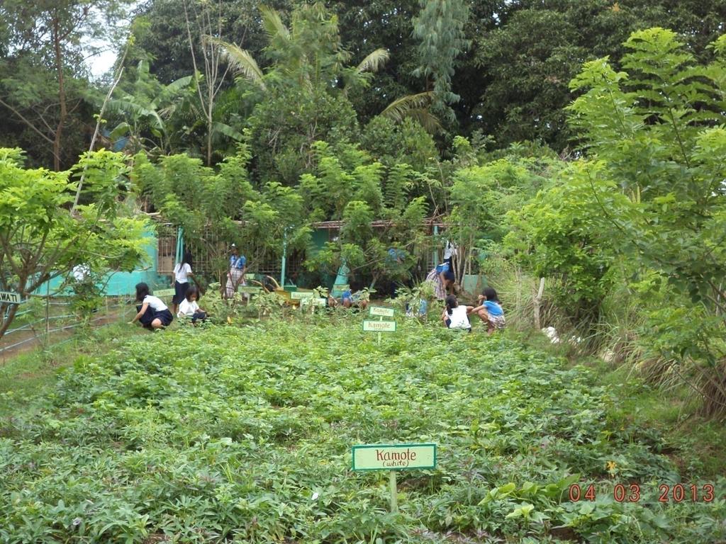 Lighthouse schools demonstrate the value of integrated approaches (feeding programs, gardens and nutrition education).