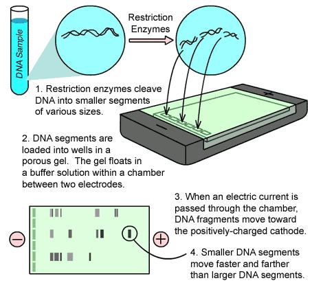 Part Three: Gel Electrophoresis As discussed in class, electrophoresis is the movement of charged molecules under the influence of an electric field. How can we determine the size of DNA molecules?