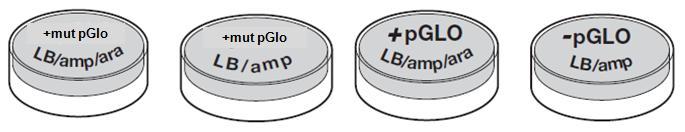 9. While the tubes are incubating on ice, make sure you have 2 LB/Amp/Arabinose plates and 2 LB/Amp plate. Label the bottom of the plates as shown below.