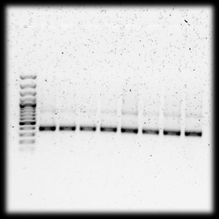Step 3: Step 4: Note: These 40µl solutions were then briefly vortexed, spun down and 20µl transferred to another clean PCR tube resulting in 2 x 20µl of PCR solution for each sample.