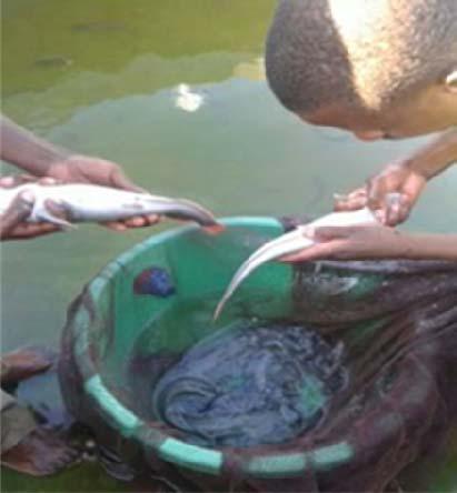 Materials and Methods Cont Experiment 2: Determination of Growth and Survival of African Catfish Fry, Clarias gariepinus Artificial propagation was conducted according to