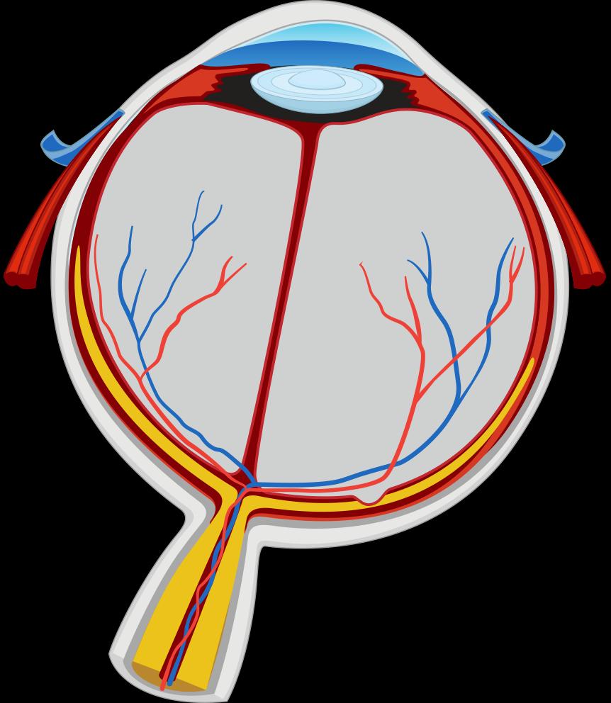 The Eye The Retina - a highly
