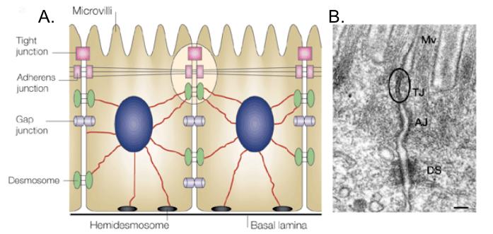 Cell junctions The two roles of occluding junctions, also referred to as tight junctions, are to function as barriers to the diffusion of membrane proteins between apical and basolateral domains of