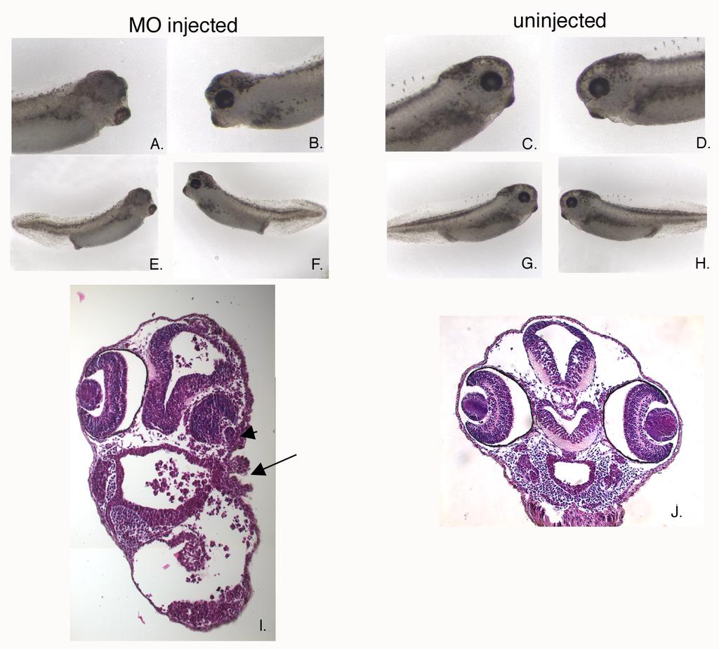 Figure 42. Injection of low doses of Xbves morpholino results in an eyeless phenotype.