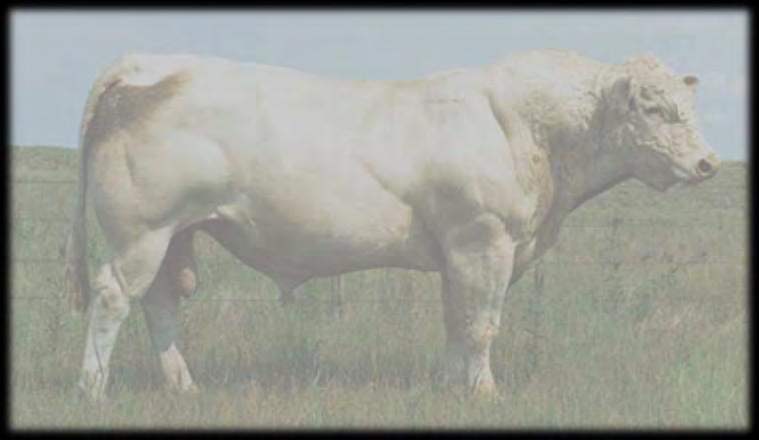 Bull Nutrition: Scenario 2 Recondition a Terminal Sire Type Bull Reconditioning a mature bull after breeding season.