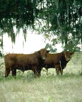 Management of Bulls Bulls contribute ½ of the genetic potential for the cow herd Development of bulls to reach puberty and service age