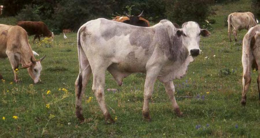 Are bulls that look
