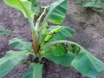 Banana Mosaic Virus affected banana plant Virus