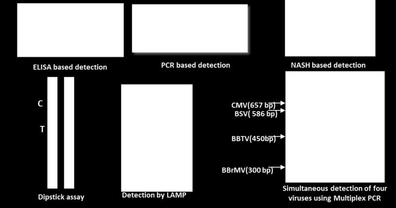 line PCR based virus detection technology was