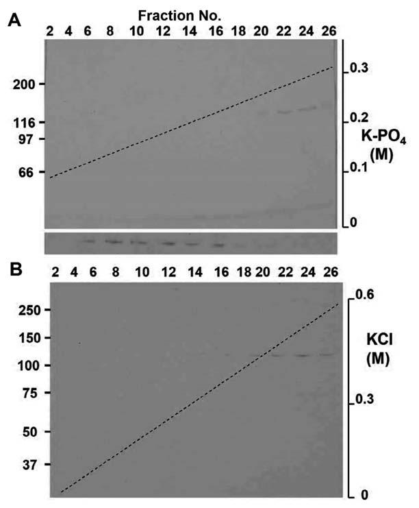 Fig. S10 Preparation of BY-2 myosin VIII-1 from the eluate of ATP-containing high ionic strength solution by a hydroxylapatite (A) and then DEAE Sephacel (B) column chromatography.