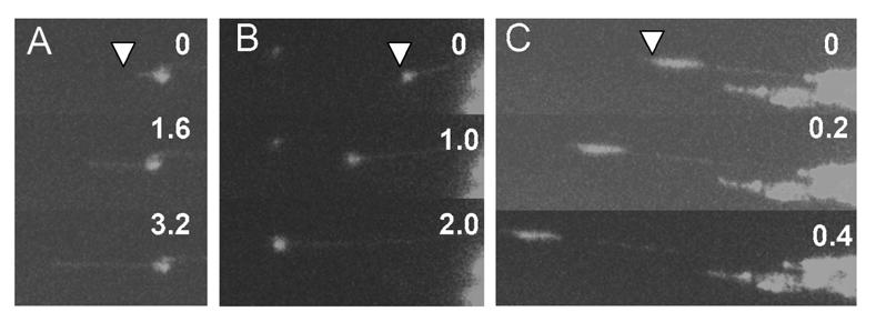 Fig. S3 Elongation of tubules from GFP-ER vesicles.