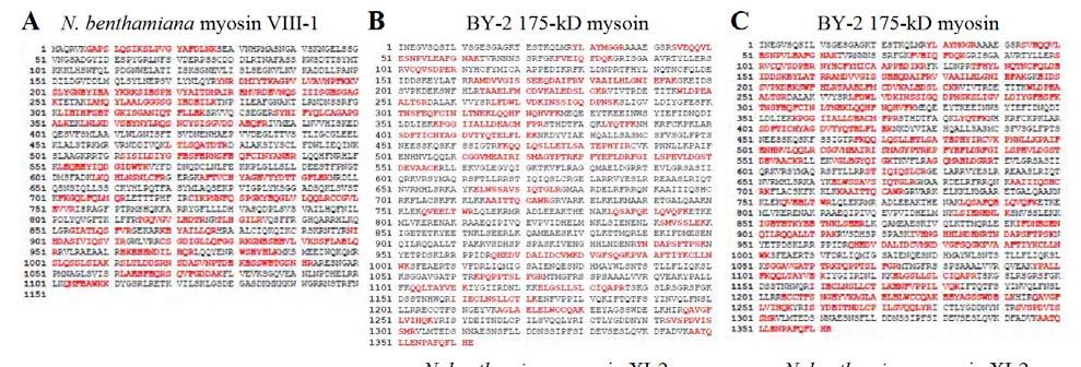 Fig. S8 MS analysis of immunoprecipitates with myosin antibodies in the S12 fraction.