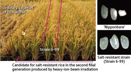 New strain of rice with tolerance to high salinity
