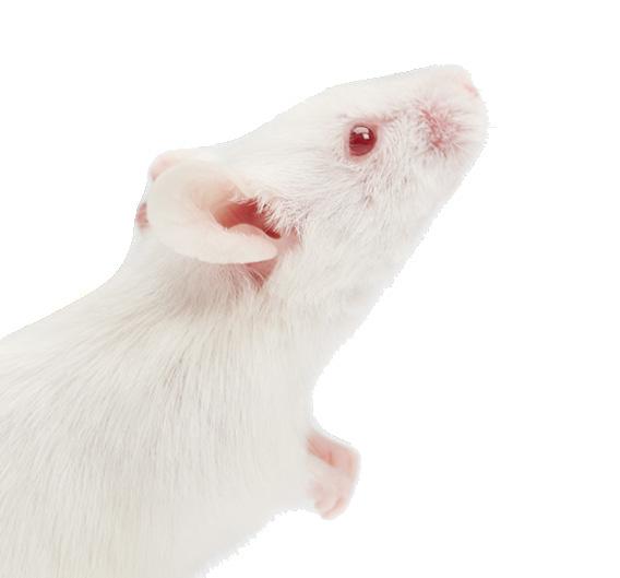 M3 : For Mice and Small Animal Imaging M7 : From Small Mice to Large Rats Aspect's MRI systems offer a comprehensive preclinical solution to quantify the expression of disease, monitor disease