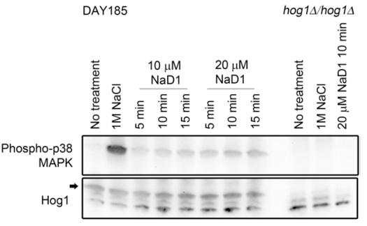 Figure 1. Treatment of C. albicans with NaD1 leads to Hog1 phosphorylation. Western blots showing C.