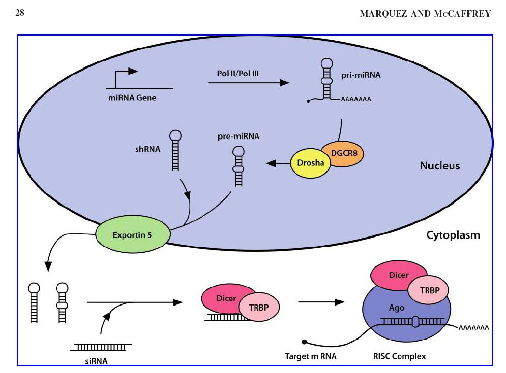 The microrna/rna interference pathway