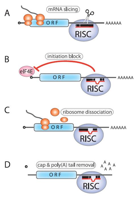 Multiple mechanisms of post-transcriptional gene