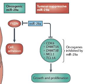 micrornas and cancer - micrornas are often located in genomic unstable regions - micrornas are typically downregulated in cancer - inhibition of micrornas biogenesis tends to enhance tumorigenesis :