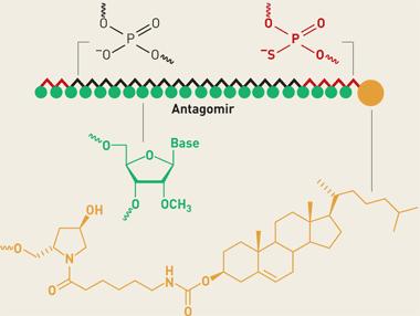 Antagomirs (antmirs) Antagomirs are RNA-like oligonucleotides that harbor various modifications for RNAse protection and pharmacologic properties such as enhanced tissue and cellular uptake.